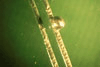 PCB - Wave Soldering Defects Solder Ball/Balling